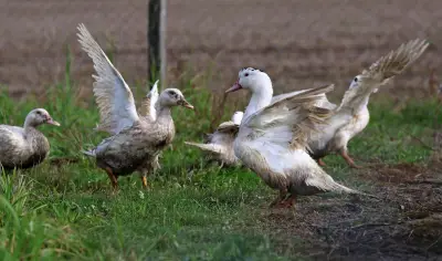 Influenza aviaire en Dordogne : nouveau foyer détecté, mesures de sécurité