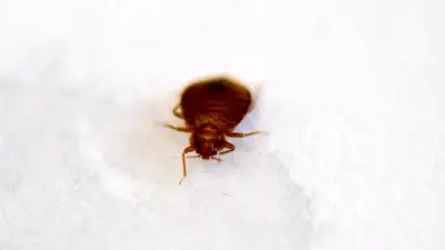 Insecticide interdit Sniper 1000 : plus de 1 000 flacons saisis après des décès liés aux punaises de lit