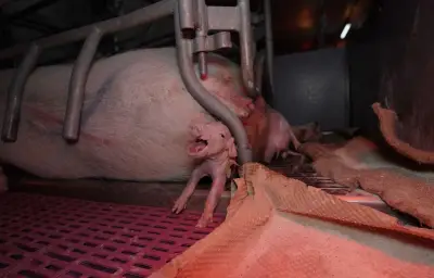 L214 révèle des sévices graves dans un élevage porcin du Morbihan