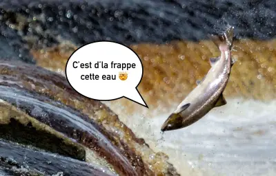 La cocaïne dans l'eau perturbe les poissons sauvages, selon une étude