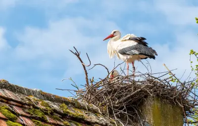 La migration des cigognes perturbée par le réchauffement climatique