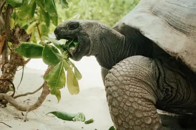 La résilience des tortues : une vie à broyer du dur face aux menaces