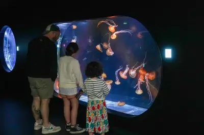 L'Aquarium de Biarritz dévoile un espace dédié aux méduses, une prouesse technique réalisée en 60 jours
