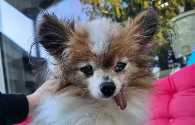 Lazare, 30 ans, le plus vieux chien de France adopté par une jeune maîtresse