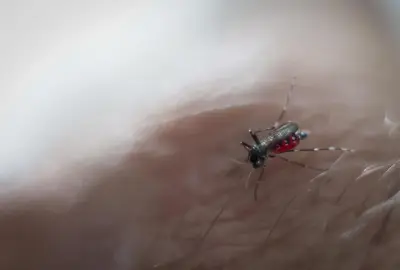 Lâcher de moustiques stériles à Mions pour lutter contre le tigre