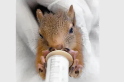 Le centre LPO PACA lance un appel urgent pour nourrir et soigner ses jeunes animaux sauvages