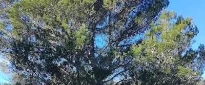 Le Gard rhodanien lance une cartographie participative pour recenser ses arbres remarquables