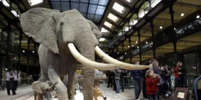 Le Muséum d'Histoire Naturelle en péril : 500 millions d'euros nécessaires pour sauver son patrimoine