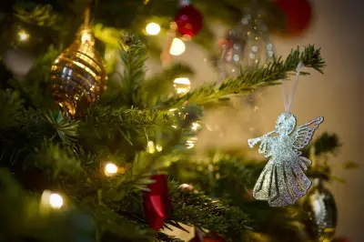 Le sapin de Noël du Morvan obtient une IGP, une première horticole en France