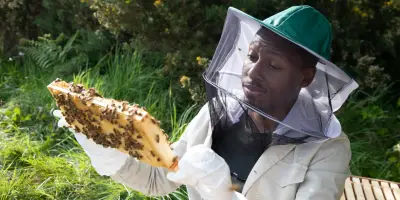 Les Abeilles sur Disney+ : Un Documentaire Drôle et Spectaculaire pour S'Émerveiller