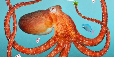 Les animaux démontrent-ils une capacité d'abstraction par le jeu ?