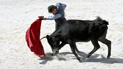 Les neuf commandements du toro de combat révélés avant la feria d'Alès
