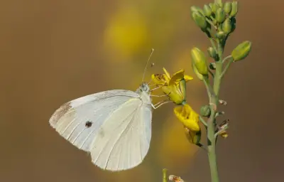 Les pattes des papillons, un organe gustatif méconnu pour goûter et pondre