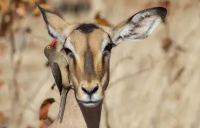 Les pique-bœufs et les grands herbivores : une relation symbiotique plus complexe qu'il n'y paraît