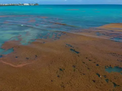 Les sargasses envahissent les Antilles : une saison record s'annonce avec 14 millions de tonnes d'algues