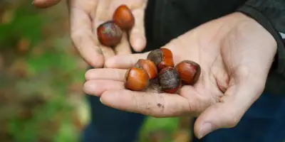 M2i Group de Lacq développe une solution verte contre la punaise diabolique