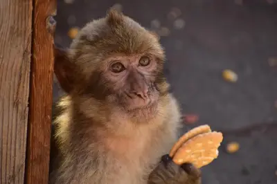 Macaques de Gibraltar : glaces, biscuits et terre au menu