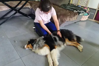 Massage canin à Grasse : une pratique en plein essor pour le bien-être animal