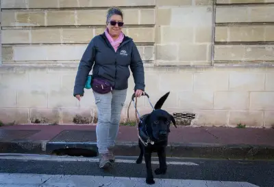 À Mérignac, des chiens guides formés avec précision pour transformer le quotidien des déficients visuels