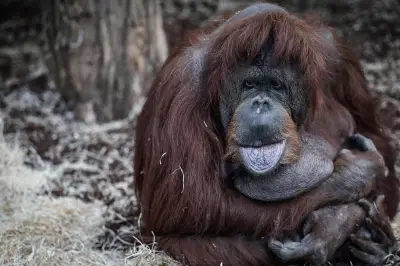 Naissance d'un orang-outan de Bornéo au zoo de Madrid, une espèce en danger critique