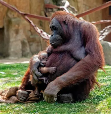 Naissance exceptionnelle d'un orang-outan de Bornéo au zoo de Madrid