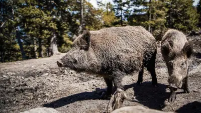 Nîmes : les sangliers envahissent les jardins après le début des travaux du parc Chirac