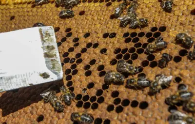 Nouvel étiquetage obligatoire pour le miel en France dès le 14 juin