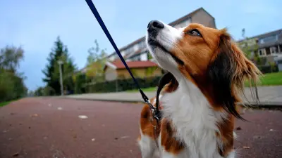 Offre d'emploi insolite : 70 000 € pour garder un chien en Angleterre