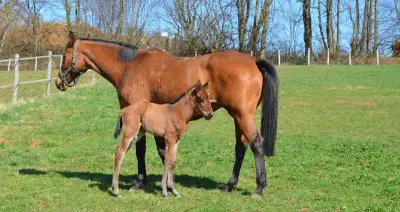 Opération de sauvetage pour une jument tombée dans un gave à Bidos
