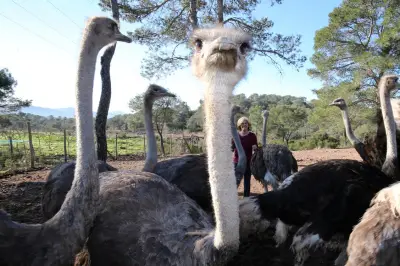 PAZ manifeste contre l'utilisation d'autruches réelles dans le film 'L'Enfant du désert'
