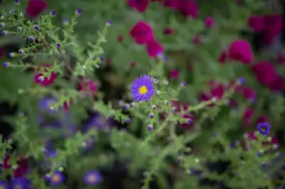 PlantNet, bien plus qu'une appli de randonnée : un outil scientifique précieux