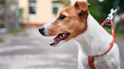Promenades en forêt : jusqu'à 750 euros d'amende pour les propriétaires de chiens sans laisse