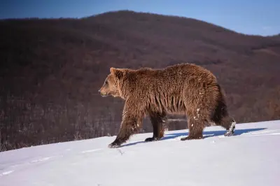 Randonneuse tuée par un ours en Pologne, un événement rarissime