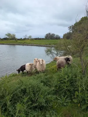 Six moutons pour l'éco-pâturage au bassin des Galiotes jusqu'en septembre