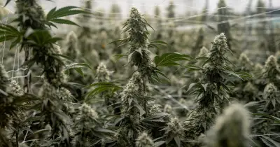 États-Unis : le cannabis reclassé comme drogue peu dangereuse