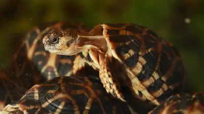 Taïwanaise arrêtée à Bangkok avec 30 tortues protégées sous ses vêtements