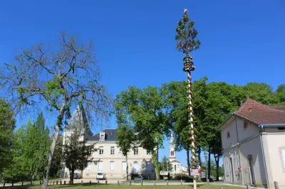 Tradition du mai dans les Landes : tolérance de la Draaf malgré le nématode du pin