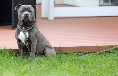 Un chien sauvé d'une voiture en plein soleil à Vernon, son pronostic vital engagé
