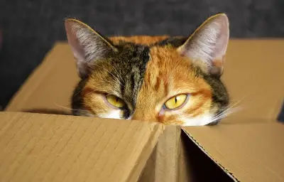 Un Viennois condamné pour avoir tenté d'expédier son chat par colis postal