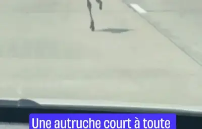 Une autruche s'échappe et crée le chaos sur une autoroute thaïlandaise