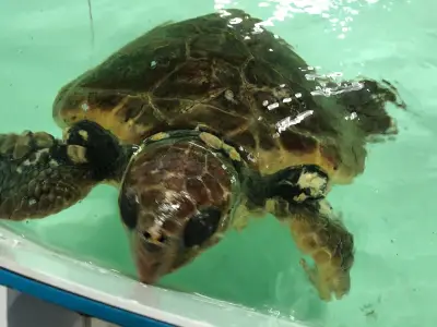 Une tortue caouanne géante sauvée en Vendée : un échouage exceptionnel