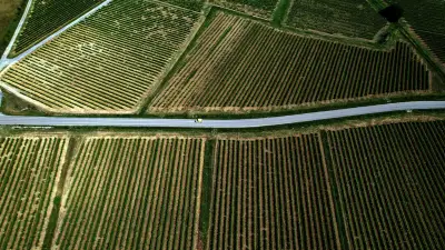 Viticulture en Languedoc : vers une extinction de la vigne d'ici 2100 ?