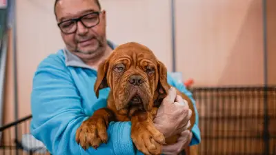Votre chien ou chat vieillit : gestes simples pour prolonger sa qualité de vie