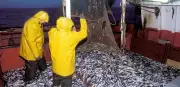 1994 : Le chalutier Laetitia saccagé à Fontarabie, crise de la pêche à l'anchois