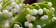 1er mai : travail, muguet et amour, les secrets d'une tradition