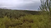 2 500 hectares brûlés près du Pic Saint-Loup : 15 ans après, le paysage transformé