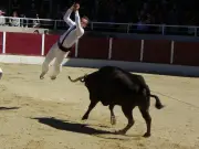 70 ans des Amis garlinois : deux ganaderias inédites à Garlin