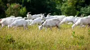 70 chèvres et brebis disparaissent mystérieusement à Tuchan
