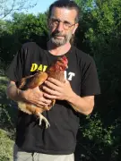 Abattage de 900 poules bio contesté : les éleveurs défendent leur dernier poulailler