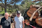 Abattage de pins parasols à Sainte-Maxime : l'ASL indignée